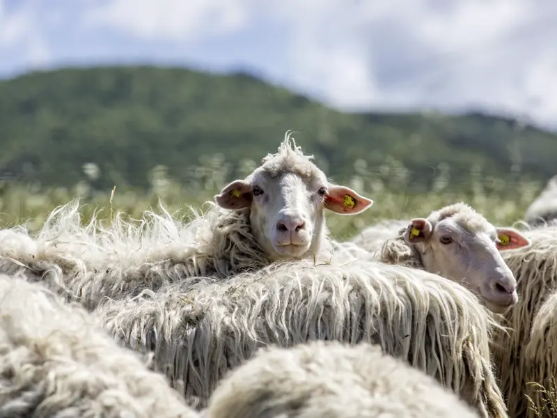 Auf unseren Fahrten durch die sanften Hügel der Toskana sehen wir "glückliche" Schafe und Ziegen auf Wiesen und Weiden.