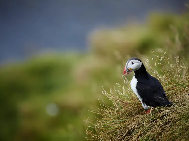 Die Pagateitaucher, auch Puffins genannt, gehören einfach zu Island. Am Kap Dyrholaey haben Sie gute Chancen, auf unserer Reise nach Island diese Vögel zu beobachten.