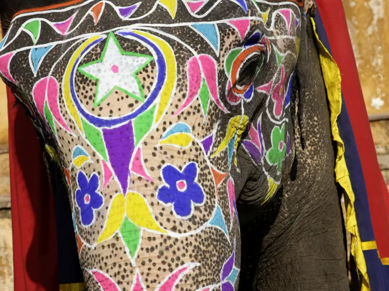 Auf unserer Rundreise durch Rajasthan sehen wir vielleicht auch bunt bemalte und festlcih geschmückte Elefanten.