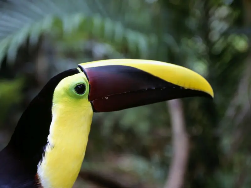 Auf unserer Rundreise in kleiner Gruppe durch Costa Rica haben wir viele Begegnungen mit der tropischen Tierwelt wie hier mit einem Tukan.