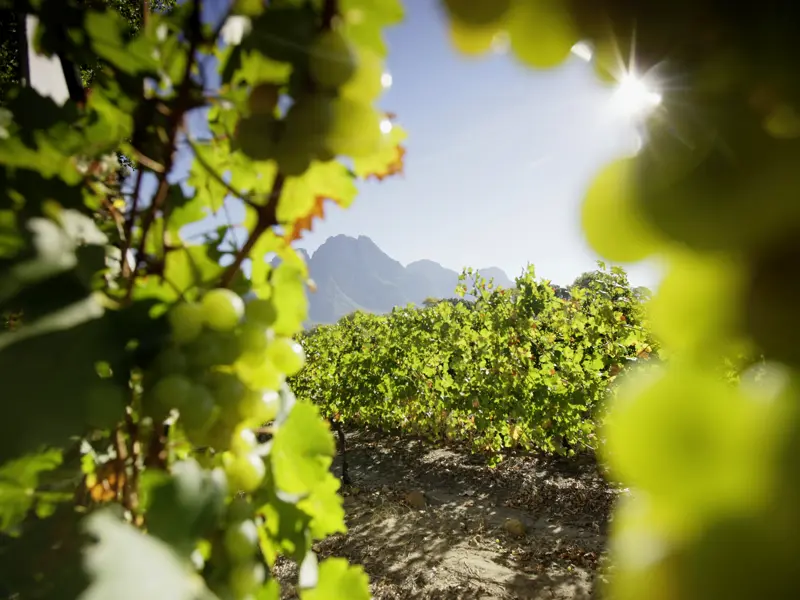 Wir besuchen auf unserer Rundreise eines der wichtigsten Weingüter Südafrikas. Hier kosten wir die edlen Tropfen und lauschen den Fakten über Chardonnay, Shiraz, Cabernet Sauvignon & Co.