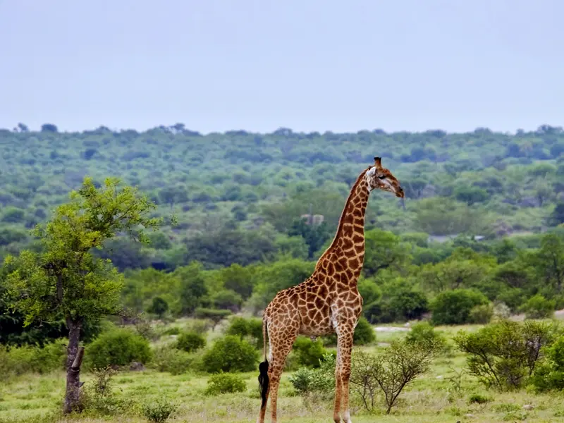 Wir besuchen auf unserer Rundreise den Krüger-Nationalpark im Osten Südafrikas, einen der größten Parks seiner Art. Hier hat man auf fast 20.000 Quadratkilometern die Möglichkeit, seine eigenen Postkartenmotive zu fotografieren.