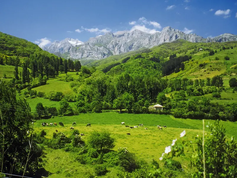 Der Nationalpark Picos de Europa ist eine beinahe alpine Kulisse für unsere leichte Wanderung zwischen klaren Bergseen und sattgrünen Alpen:  Welch grandiose Panoramen auf unserer Studienreise mit Flair durch Nordspanien!