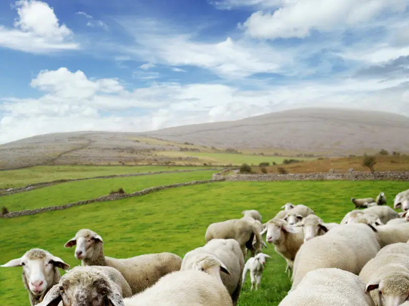Auf unserer Studienreise durch Irland erkunden wir Stadt und Land. Auf unserer Fahrt durch Moorlandschaften und Hügel begegnen wir dabei natürlich immer wieder Schafen - ebenso neugierig wie fotogen!