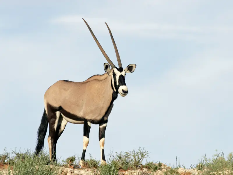 Auf unserer Rundreise erleben wir die Tierwelt in Namibia und sehen vielleicht auch eine Oryx-Antilope.