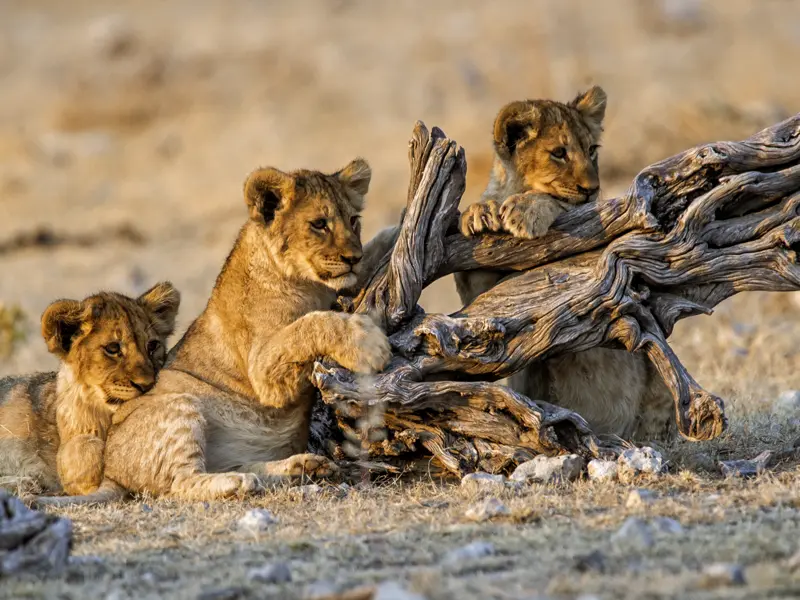 Auf unserer Rundreise durch Namibia besuchen wir den Etoscha-Nationalpark. In Namibias bedeutendstem Schutzgebiet fühlen sich auch junge Löwen wohl.