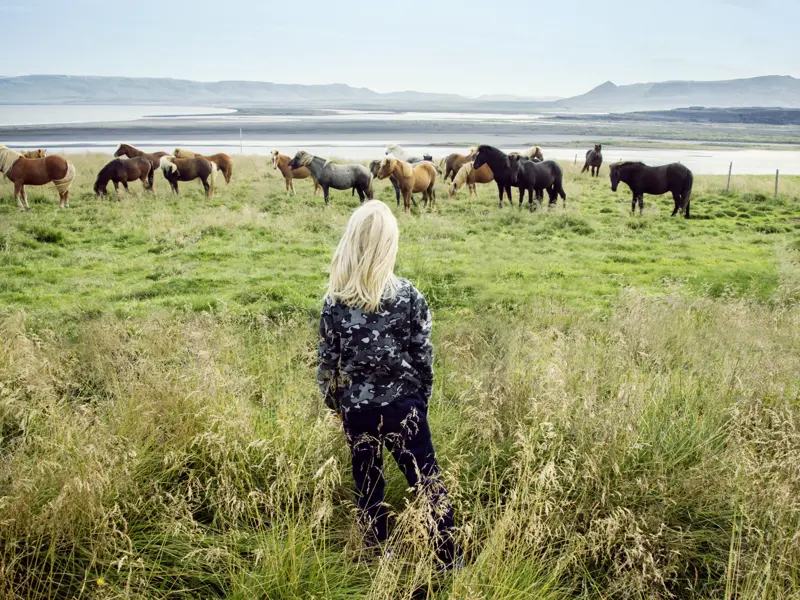 Auf der Familien-Studienreise nach Island gibt es die Möglichkeit, auf dem Rücken eines islandischen Pferdes zu reiten.