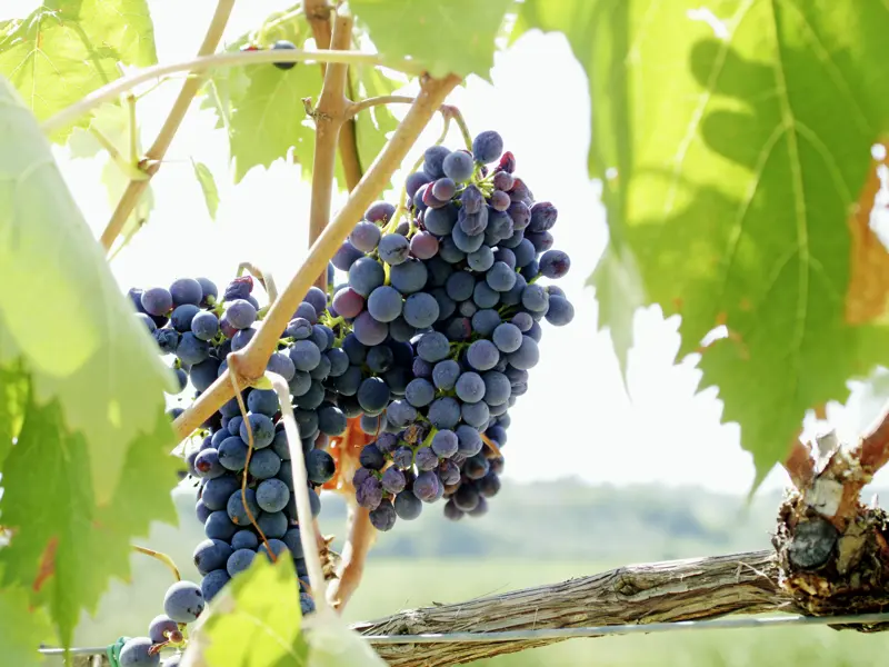 Auf unserer Studiosus-Reise in die Toskana sehen wir überall mit Weinreben bewachsene Hügel. Eine Weinprobe darf da natürlich nicht fehlen!