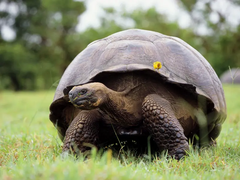 Im Rahmen unserer Studienreise auf die Galápagos-Inseln besuchen wir eine Schildkrötenaufzuchtstation.