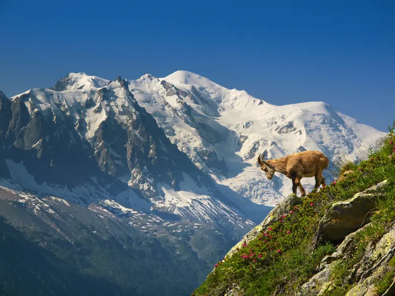 Die höchsten und berühmtesten Gipfel der Alpen sind im doppelten Sinn Höhepunkte dieser Studiosus-Reise durch die Schweizer und französischen Berge - auch der höchste aller Alpengipfel: der Mont Blanc.