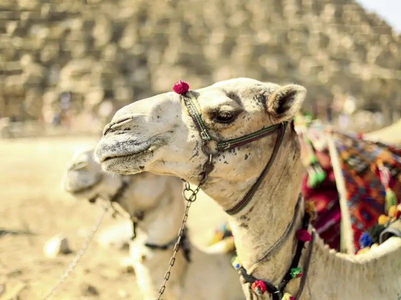 In Ägypten nicht wegzudenken: Kamele vor den Pyramiden