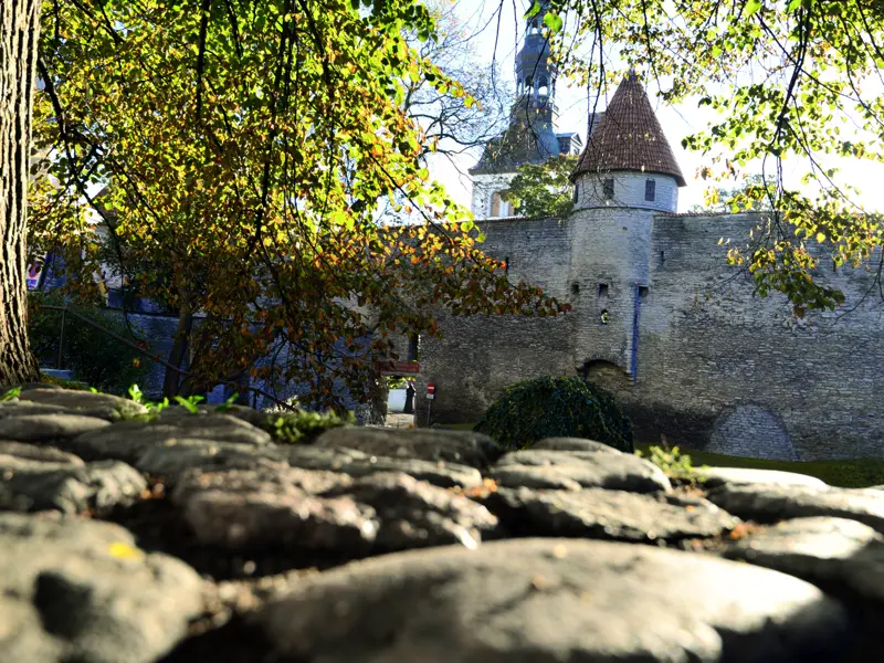 Auf einer 7-tägigen Städtereise die Höhepunkte des Baltikums erleben: Mit Ihrer Studiosus-Reiseleiterin entdecken Sie in holprigen Gassen das mittelalterliche Tallinn in Estland mit seiner beeindruckenden Stadtmauer.