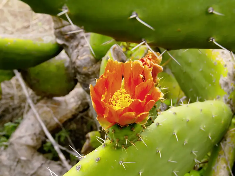 Die grüne Insel La Palma erfreut uns auf unserer me & more-Reise mit den schönen Blüten der Kaktusfeigen.