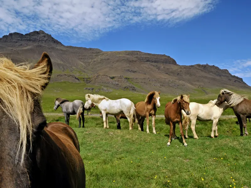 Islandpferde begegnen uns immer wieder auf unserer Rundreise für Singles und Alleinreisende durch Island. Von Juli bis Oktober lassen die Pferdezüchter ihre Tiere in den Bergen der Insel frei  laufen.