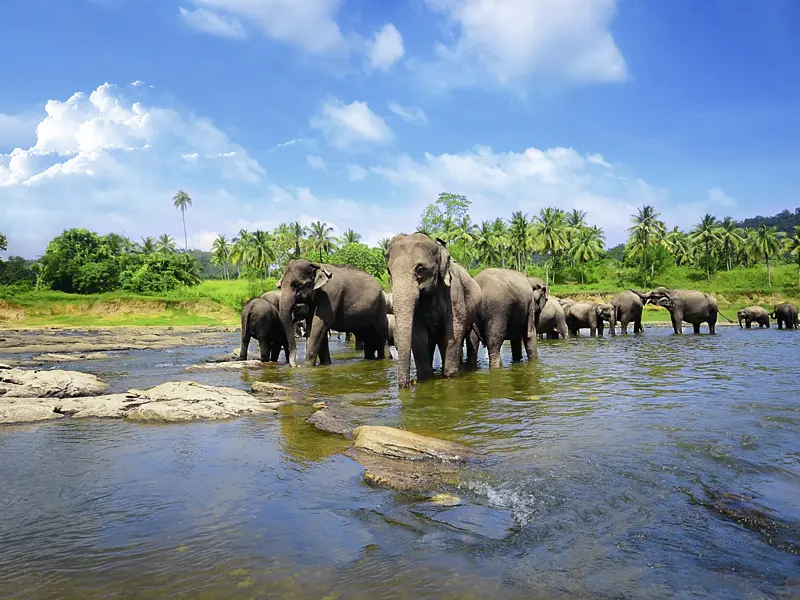 Auf dieser Studienreise unternehmen wir eine Safari in den Udawalawe-Nationalpark, in dem viele der wilden Elefanten Sri Lankas leben.