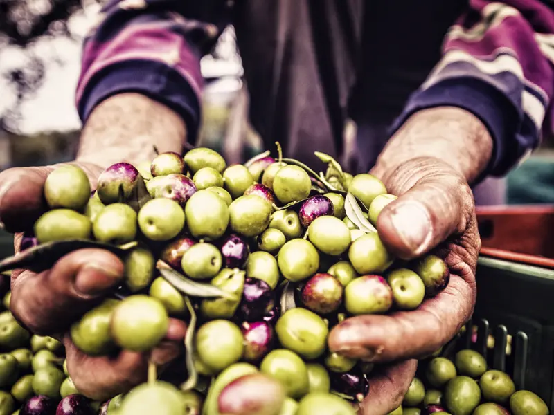 Auf unserem Trip in der Kleingruppe durch Griechenland probieren wir die unterschiedlichsten Oliven - unsere ständigen Begleiter auf der Reise.