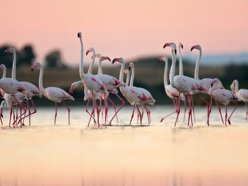 Auf Sardinien können wir während unserer Rundreise mit Glück in den Lagunen die grazilen Flamingos beobachten.