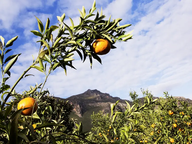 Auf unserer Kleingruppenreise auf Sizilien genießen wir sie sonnengereiften Früchte der Insel.