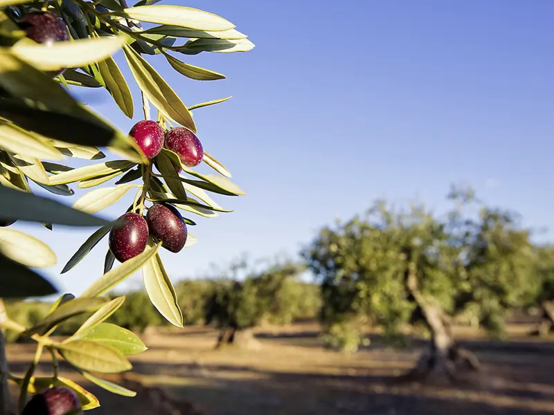 Wir sehen auf unserer Reise immer wieder große Plantagen mit Olivenbäumen. Im Olivenöl, sagt man, sind das Licht und die Glut eines Sommertages verdichtet.