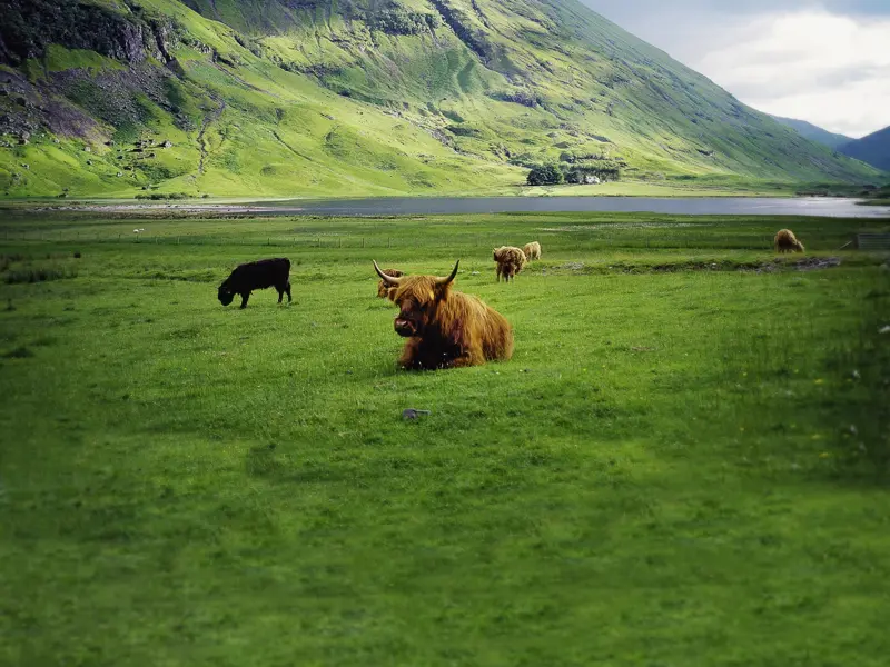 Auf unserer Reise durch die schottischen Highlands sehen wir die typischen Highlandrinder mit ihrem zotteligen Fell und den langen Hörnern.