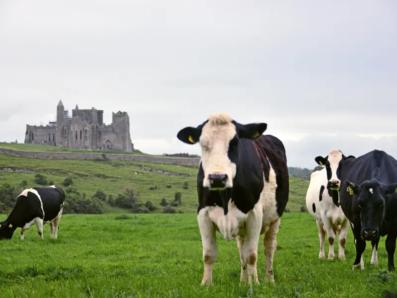 Was wir auf unserer smart&small-Rundreise durch Irland erfahren: Eine Kuh macht muh, viele Kühe machen Mühe.