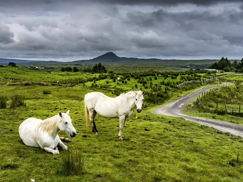 Aus der  rauen und wildromantischen Region Connemara stammen die bekannten Connemara-Ponys, die fast so groß wie ein Pferd sind und gerne als Reitponys genutzt werden. Die meisten Exemplare sind Greys.