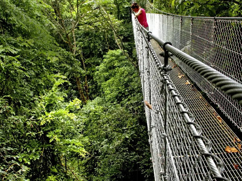 Auf unserer Studiosus-Reise in kleiner Gruppe durch Costa Rica erleben wir beim Baumwipfelspaziergang über Hängebrücken den tropischen Nebelwald in Monteverde.