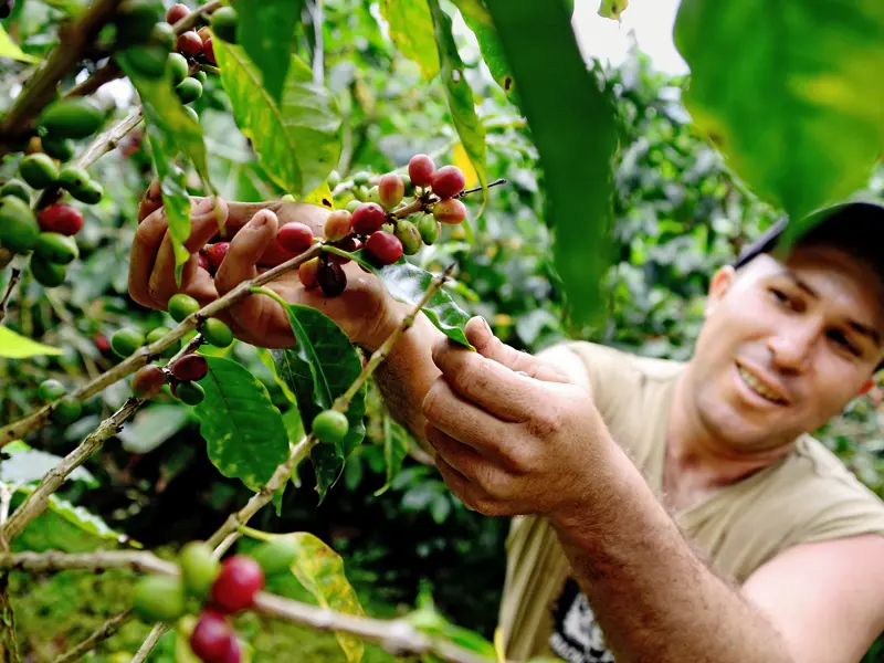 Auf unserer Rundreise in kleiner Gruppe durch Costa Rica besuchen wir in Monteverde eine Ökofarm, wo wir in die Geheimnisse des Kaffeeanbaus eingeweiht und zu mancher Tasse Kaffee eingeladen werden.