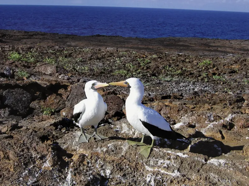 Die Flora und Fauna, die wir bei unserer Reise durch Ecuador auf den Galápagos-Inseln sehen, ist beeindruckend. Auch die Nistplätze von Blaufußtölpeln entdecken wir.