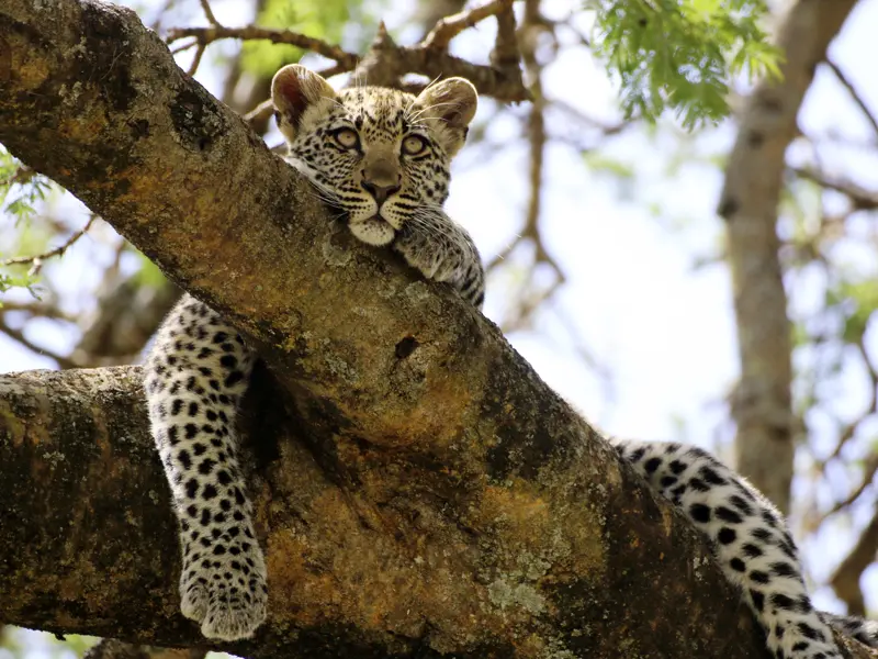 Bei unserer smart & small Reise nach Tansania halten wir Ausschau nach den Big Five, zu denen auch der Leopard gehört.