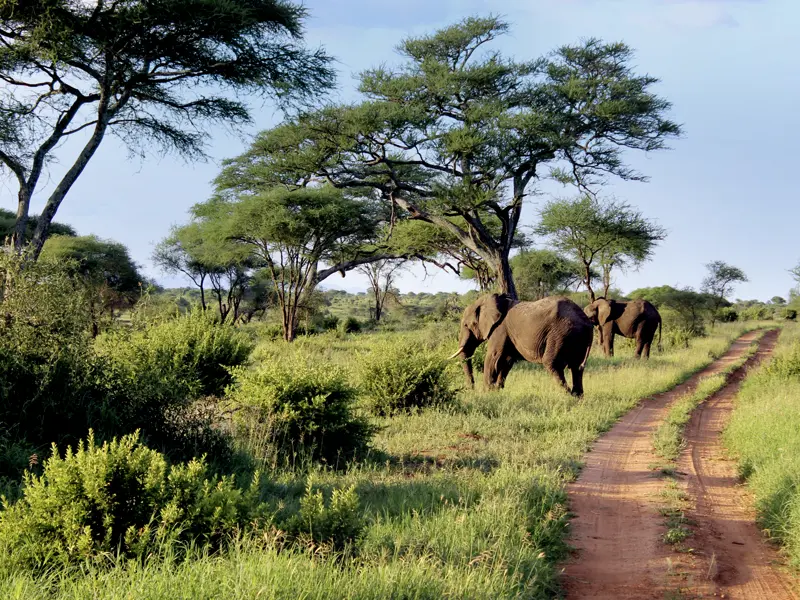 Auf unserer smart & small-Reise Tansania - auf Safari besuchen wir auch den Tarangire-Nationalpark. Er bezaubert durch seine grüne Landschaft.
