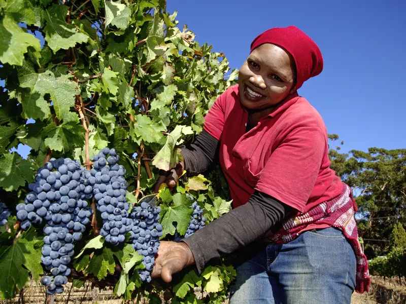 Auf der Rundreise von Kapstadt aus haben Sie immer wieder Gelegenheit den guten südafrikanischen Wein zu genießen.