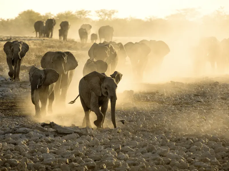 Studiosus-Reise in kleiner Gruppe zu den Höhepunkten Namibias - von den Dünen der Namibwüste bis zu den Tieren des Etoschaparks. Hier wandert eine Elefantenherde im Etoscha-Nationalpark durch eine staubtrockene Steinwüste zum Okaukuejo-Wasserloch.