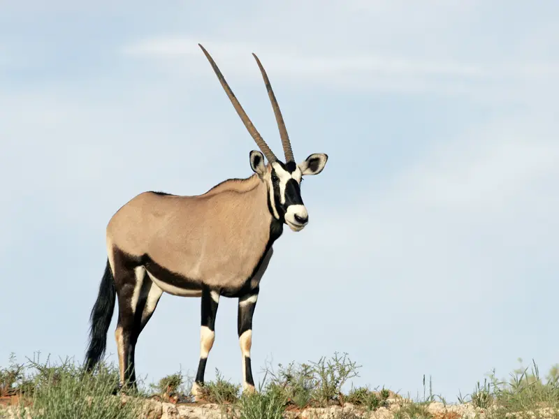 Auf unserer Rundreise durch Namibia in kleiner Gruppe erleben wir die Tierwelt des Landes und sehen vielleicht auch eine Oryx-Antilope.