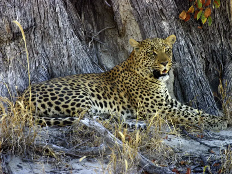 Zwei Wochen lang erkunden Sie mit Ihrem Studiosus-Reiseleiter und in kleiner Gruppe die Naturschönheiten Botswanas und Namibias. Mit etwas Glück bekommen Sie auch einen Leoparden - den scheuesten der Big Five - zu sehen.