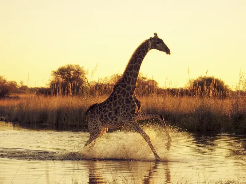 Zwei Wochen lang erkunden Sie mit Ihrem Studiosus-Reiseleiter und in kleiner Gruppe die Naturschönheiten Botswanas und Namibias. Durch seichtes Wasser springende Giraffen sind im Überschwemmungsgebiet des Okavangos keine Seltenheit.