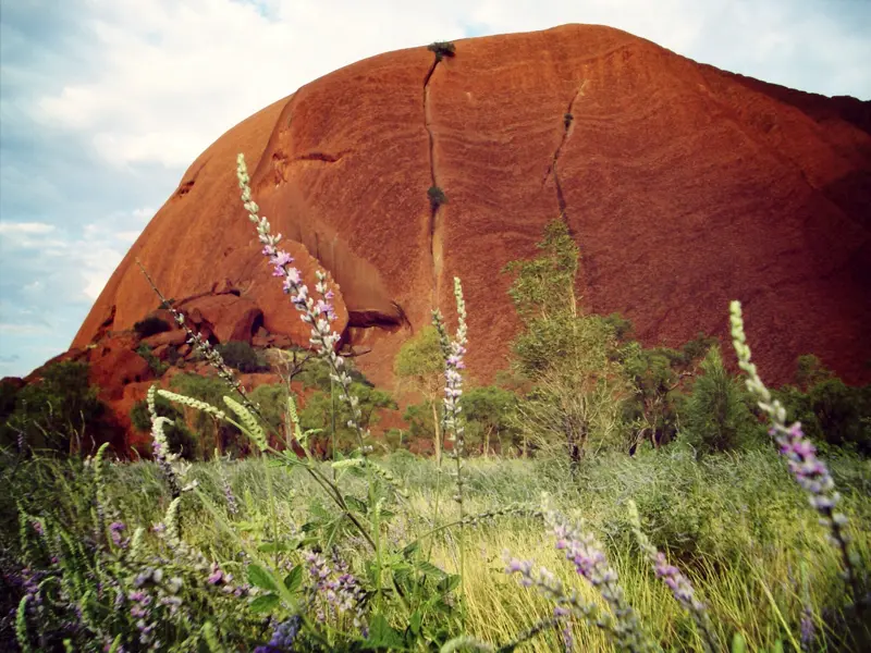 Magisches Erlebnis auf unserer Studienreise Australien - Höhepunkte des Kontinents: der Ayers Rock (Uluru)  im Roten Zentrum.
