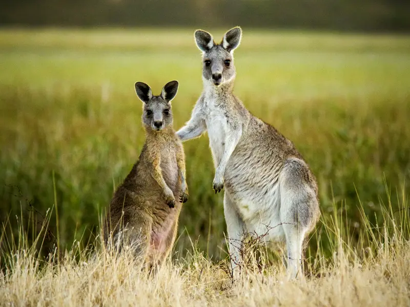 Auf unserer Studienreise Australien - Höhepunkte des Kontinents besuchen wir auch den You-Yang-Nationalpark. In freier Natur nähern wir uns dort mit einem einheimischen Ranger behutsam Koalas, Kängurus, Emus und anderen exotischen Bewohnern der australischen Tierwelt.