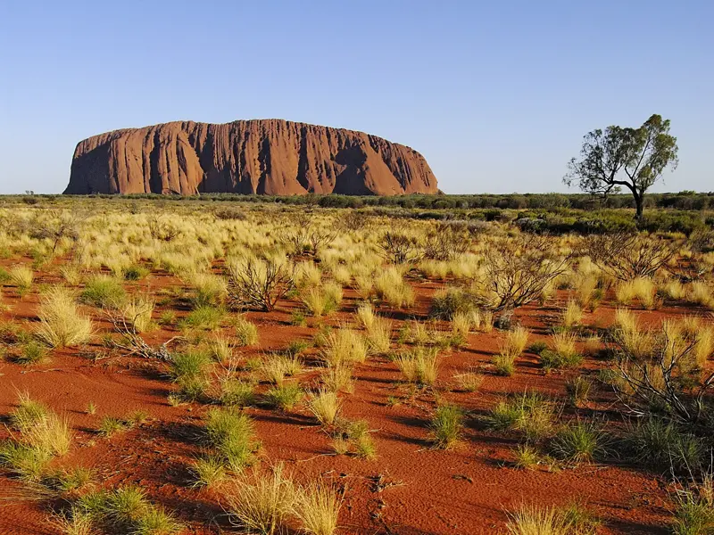 Majestätisch steht der Ayers Rock in der australischen Wüste. In den kühlen Morgenstunden entdecken wir den heilgen Berg der Aboriginies auf unserer Studiosus-Reise.