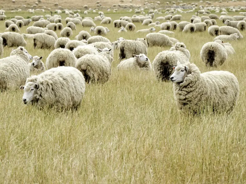 Auf unserer Studienreise durch Neuseeland besuchen wir eine Schaffarm und unterhalten uns mit der Schäferin Charlotte. In Neuseeland gibt es derzeit nur noch 4,6 Schafe pro Einwohner.