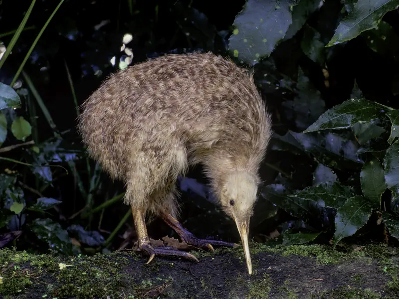 Der Kiwi ist der Nationalvogel Neuseelands. Die Bewohner identifizieren sich so sehr mit ihm, dass sie sich selbst als Kiwis bezeichnen.