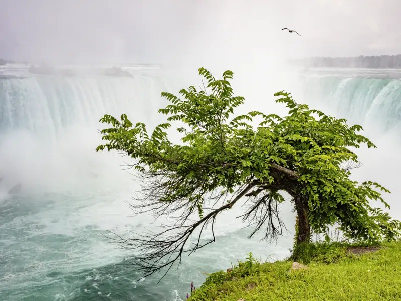 Ein Highlight auf unserer Studienreise nach Kanada sind die Niagarafälle, von den Ureinwohnern "Donnerndes Wasser" genannt. Gischt erfüllt die Luft, es trommelt in den Ohren. Wir kommen den Niagarafällen ganz nah, ein Boot bringt uns fast bis unter die Sturzfluten.