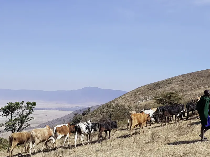 Auf unserer Studienreise Tansania-Sansibar - Serengeti darf nicht sterben besuchen wir natürlich auch den Ngorongoro-Krater. Hart ist das Leben der Viehhirten am karg bewachsenen Kraterrand.