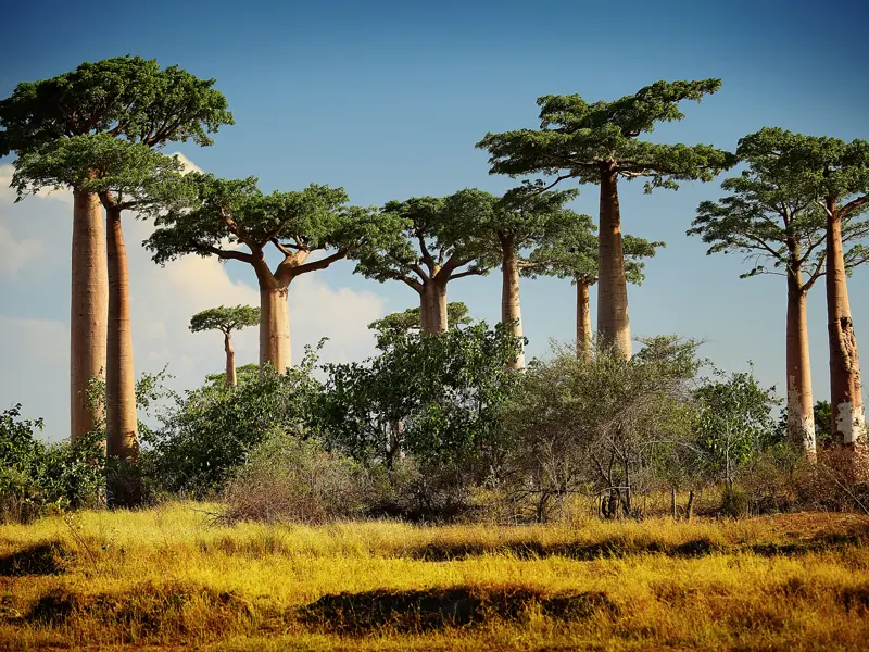 Unsere Naturerlebnis-Studienreise Madagaskar - Insel der Lemuren zeigt Ihnen die einzigartige endemische Pflanzen- und Tierwelt der Sehnsuchtsinsel. Heimisch sind hier auch die abgebildeten Baobab-Bäume.