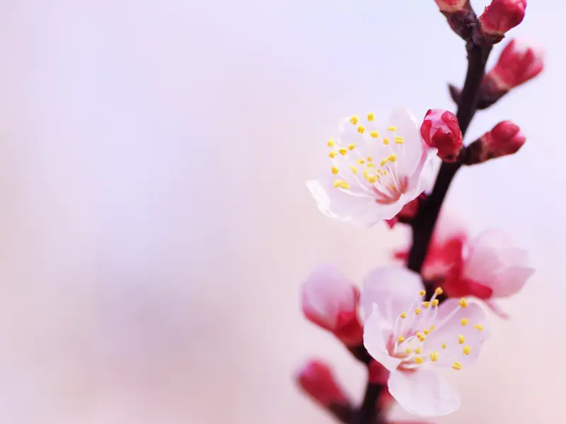 Die Kirschblüte zieht im März von Süd nach Nord durch das japanische Land. In den zehn Tagen unserer Besonderen Studienreise gibt es Millionen von Kirschblüten zu bewundern: Was für eine Blütenpracht!.