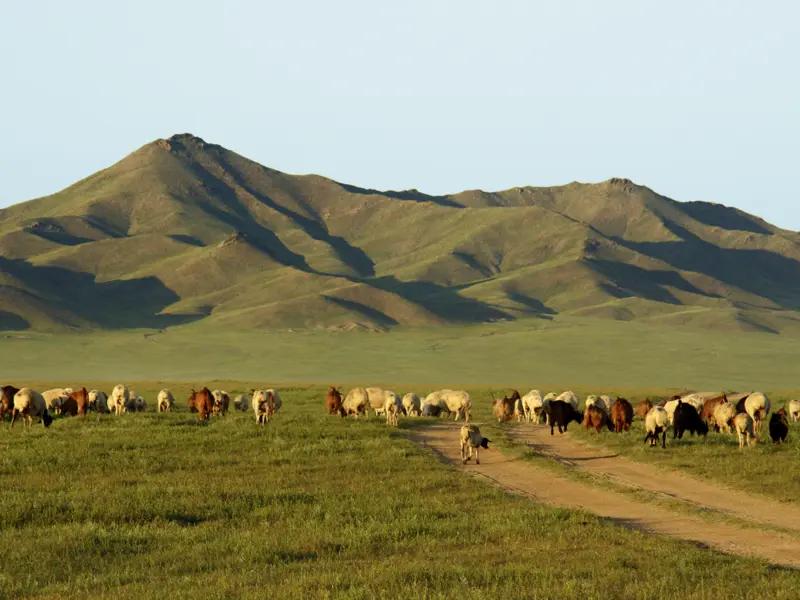 Auf dieser Expedition durch die Mongolei sind wir fernab von Dörfern unterwegs, dafür sind aber Tierherden mit unzähligen Kamelen, Pferden, Kühen und Schafen allgegenwärtig.
