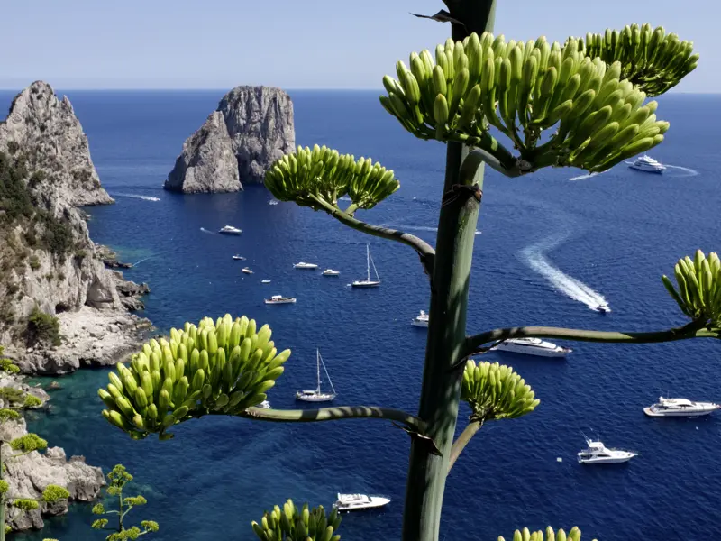 Unsere achttägige Studienreise führt Sie zu den Höhepunkten am und im Golf von Neapel. Die weltberühmten Faraglioni vor Capris Felsenküste, umgeben von blauem Meer und weißen Booten, gehören ganz sicher dazu.