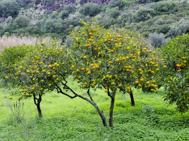 Die Natur spielt eine große Rolle auf unserer Wanderstudienreise nach Sardinien. Neben Zitronenhainen treffen wir immer wieder auf Olivenbäume und Korkeichenwälder.