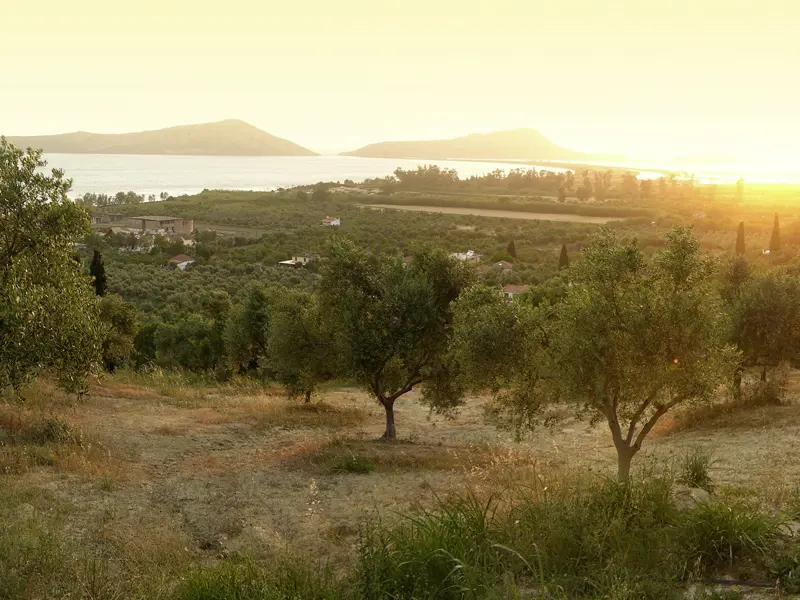 Bei unserer 14-tägigen Wanderreise Griechenland - Natur und Kultur erwandern suchen wir die schönsten Routen für Sie heraus, hier die Olivenhaine rund um Kalamata.