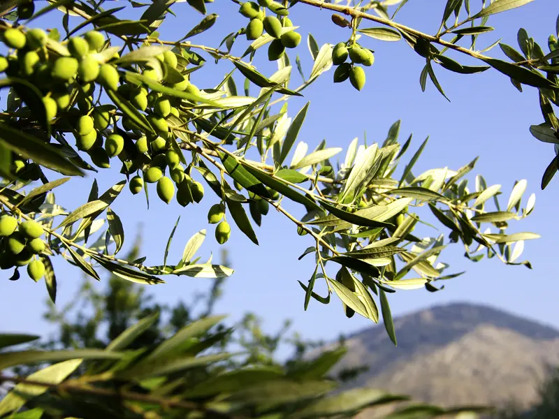 Auf unserer Wander-Studienreise durch Griechenland haben wir viel Grün um uns: Olivenhaine sind unsere ständigen Begleiter.